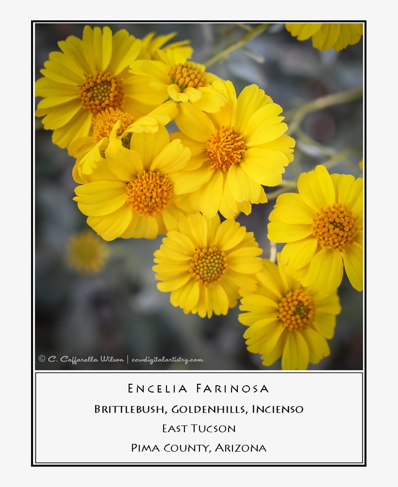 Brittlebush, transparent png