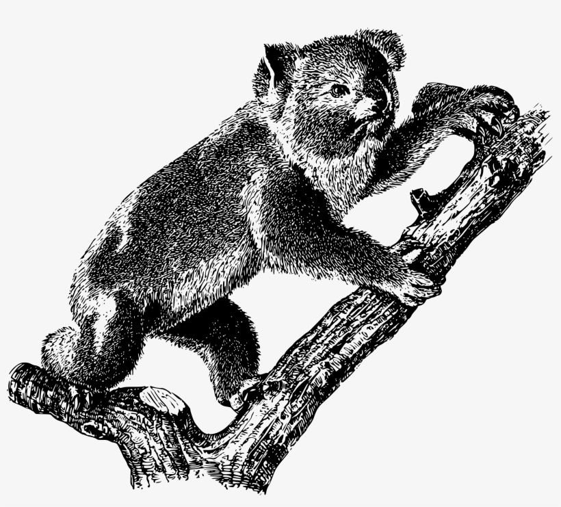 This Free Icons Png Design Of Koala 2, transparent png