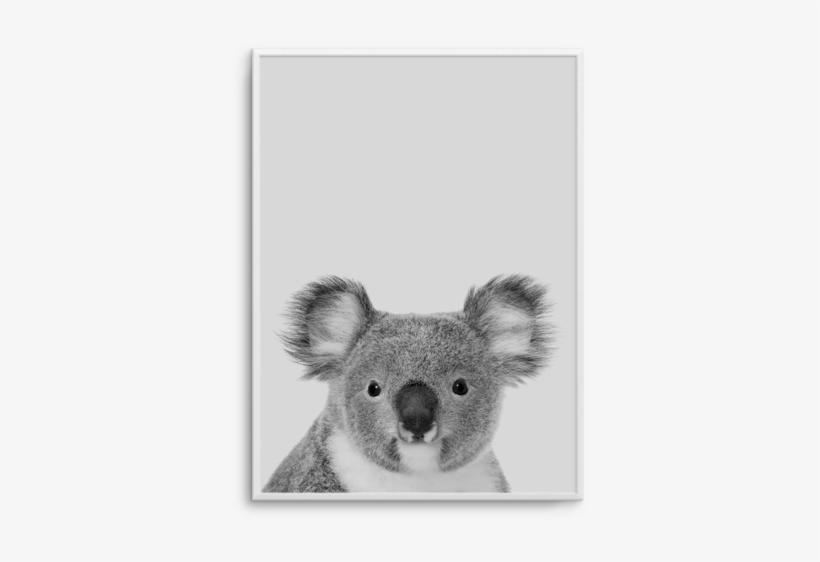 Grey Koala - Art, transparent png