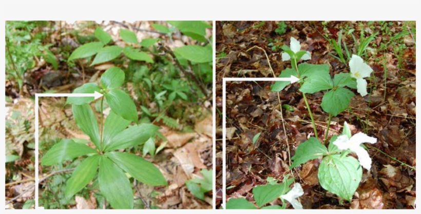 Indian Cucumber Should Be Measured From The Ground - Plant Pathology, transparent png