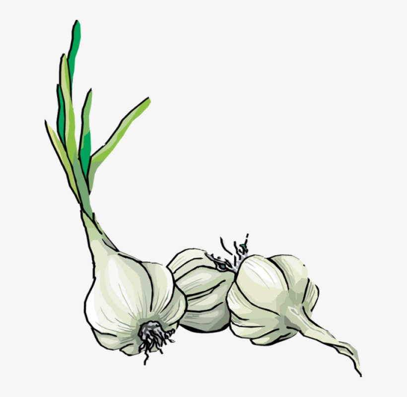 Herbs - Garlic Clipart, transparent png