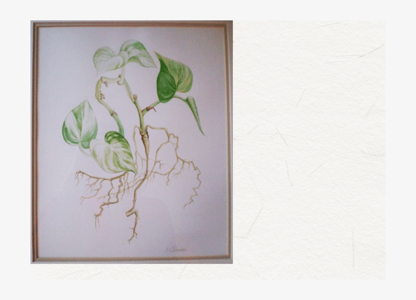 Philodendron - Watercolor - Sketch, transparent png