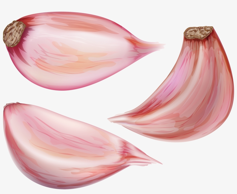 Garlic Png, transparent png