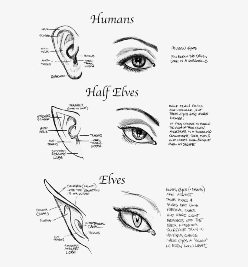 Based On This, I Think I May Be Part Elf - Anime Elf Eyes, transparent png