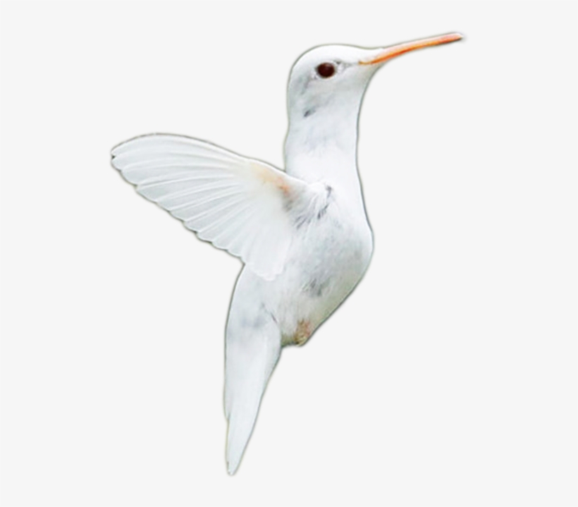 Little Albino Humming Bird Png Stock By =doloresdevelde - Design, transparent png