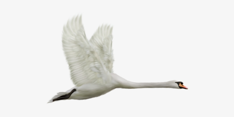 Swan Transparent, transparent png