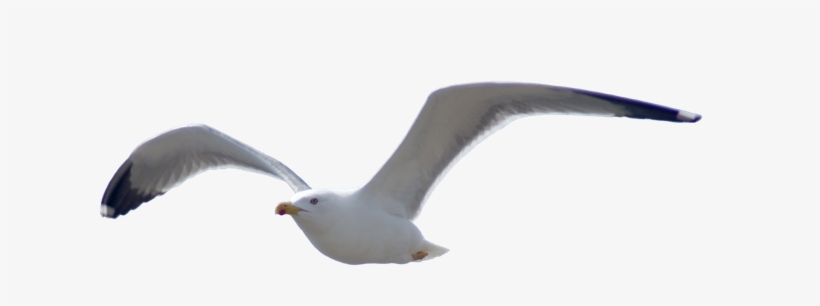Birds Icon - Portable Network Graphics, transparent png
