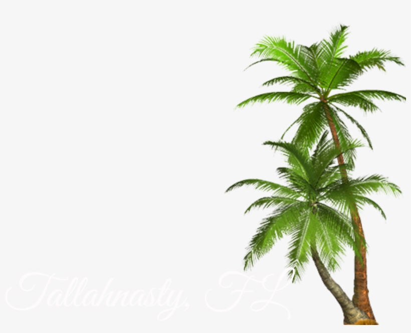 Filterjff - Transparent Palm Tree Png, transparent png