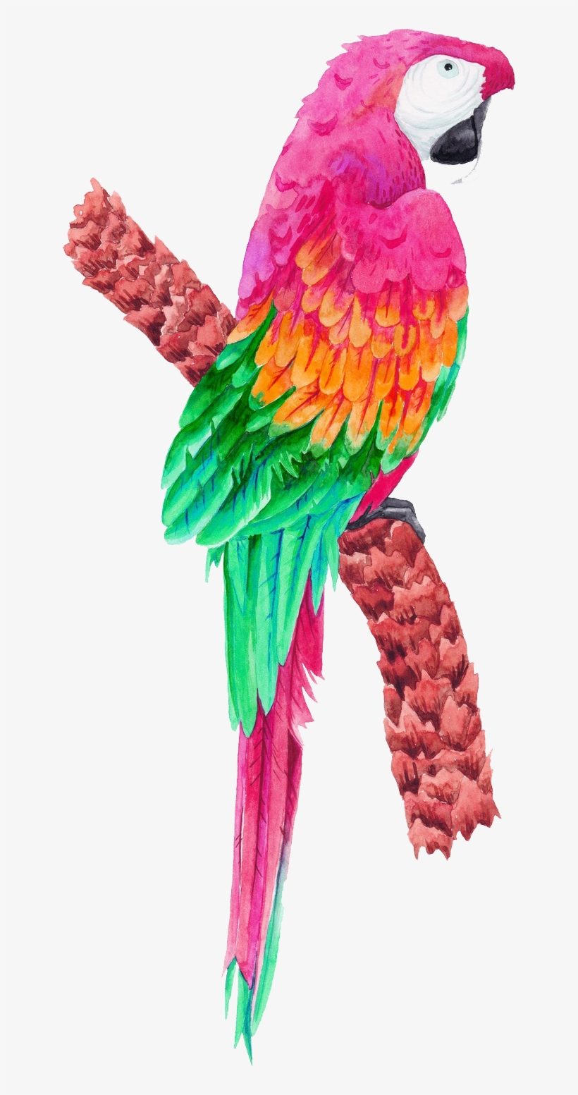 Tropical Birds Transparent, transparent png