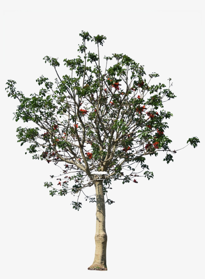 Erythrina Caffra - Blossom, transparent png