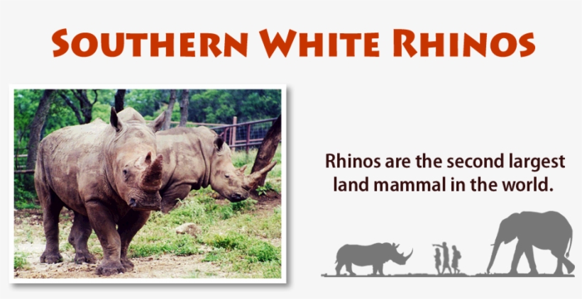 Job Opportunities - White Rhinoceros, transparent png