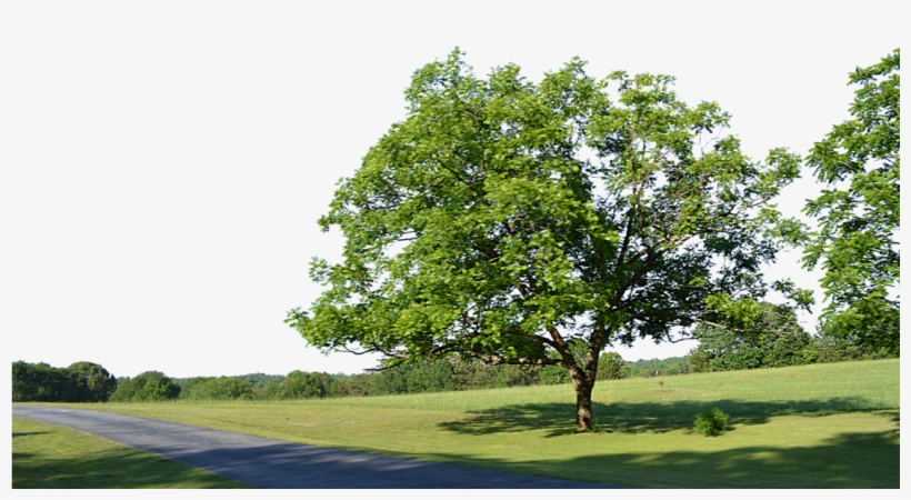 Spring Tree Png, transparent png