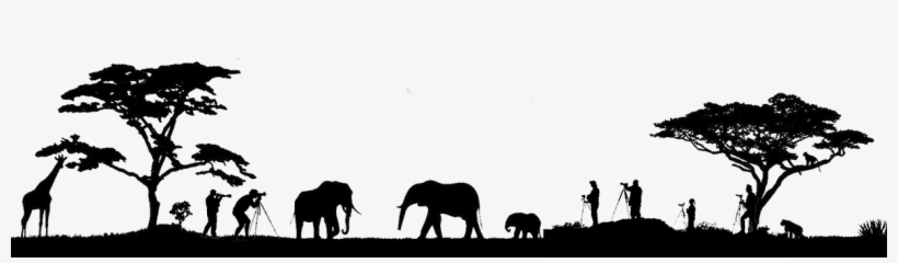 Photosafari - Indian Elephant, transparent png