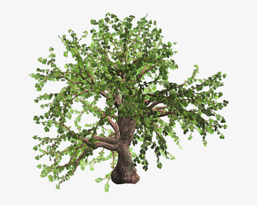 Png A A Yaprak Al Resimler Temal K A A Yaprak Al - Sageretia Theezans, transparent png