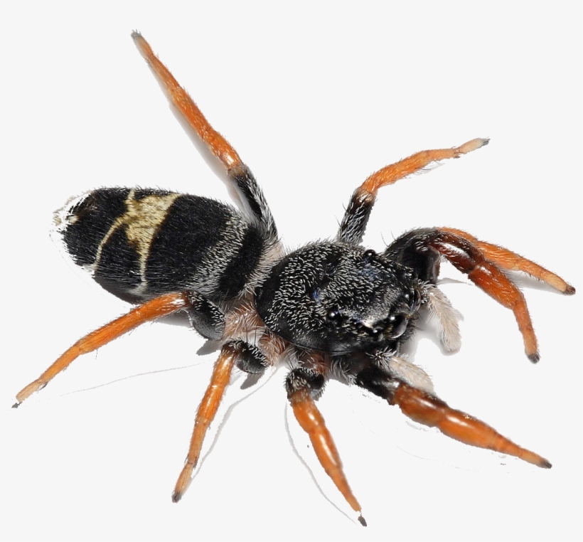 Leistus Rufomarginatus, transparent png