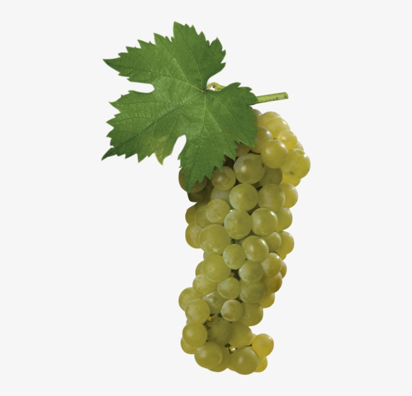 This Is The Moscato Bianco Grape, One Of Most Widely-cultivated - Moscato White Grape, transparent png