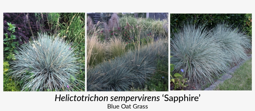 Striking Blue Green Foliage And Well Behaved Spreading - Grass, transparent png