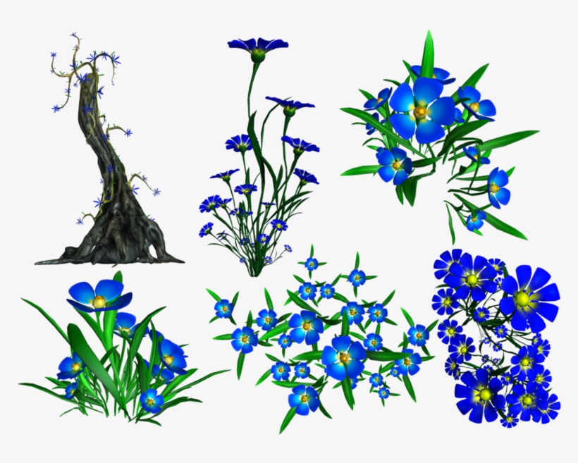 Forget Me Not Png Transparent Image - Portable Network Graphics, transparent png