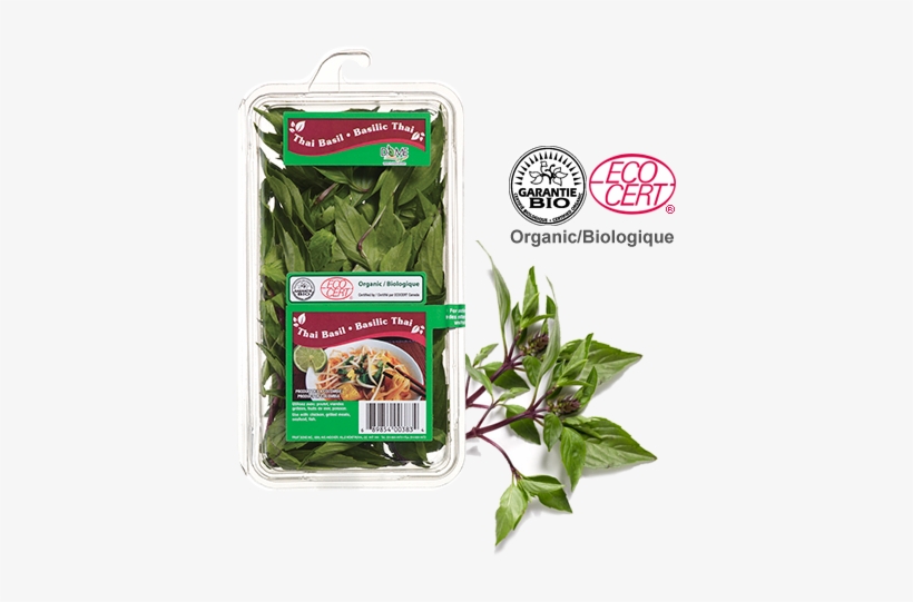 Water Spinach, transparent png