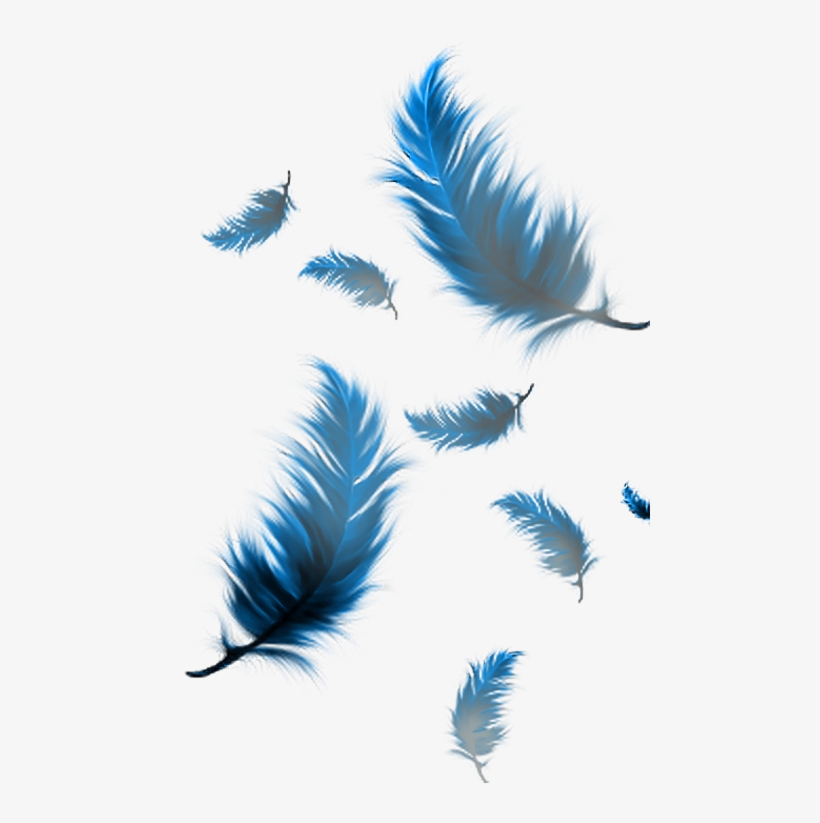 Feather, transparent png