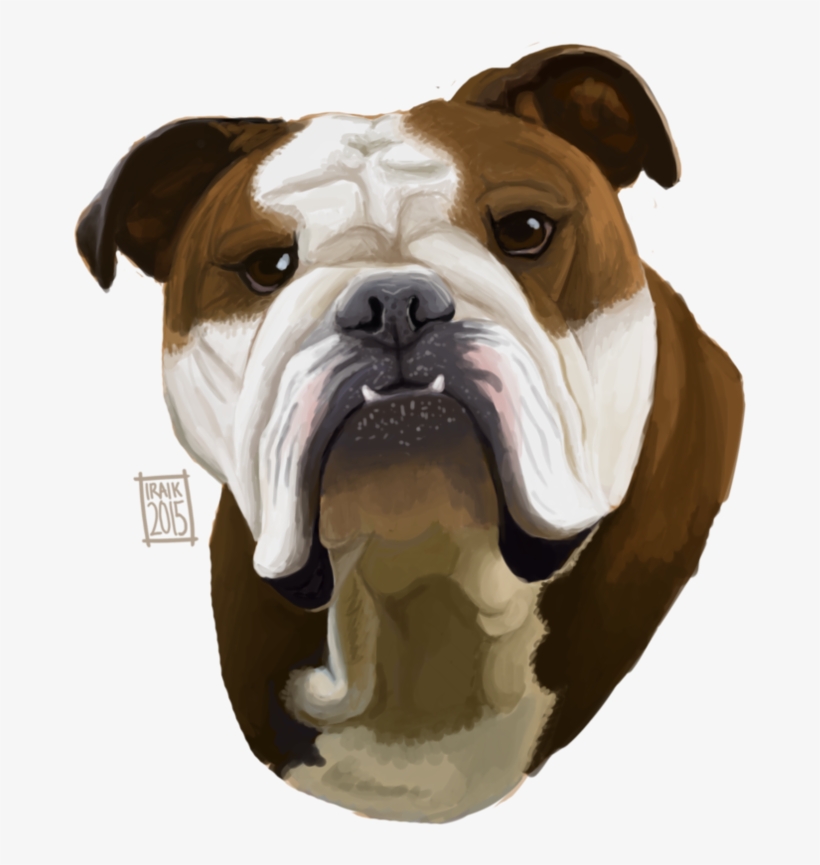 894 X 894 3 - Australian Bulldog, transparent png