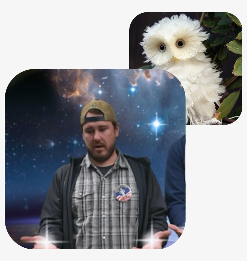 Chris Treter, Board Bird Twin - Real Cute Owls, transparent png