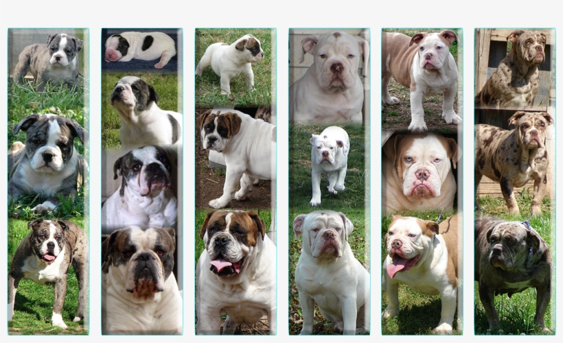 Growth Chart English Bulldog 