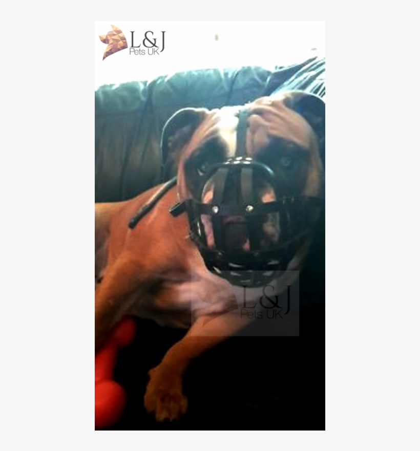 Leather Dog Muzzle For English Bulldog And Other Dogs - Boxer, transparent png