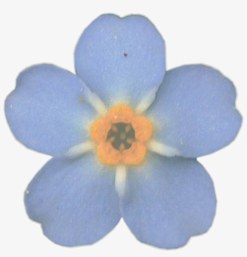 Cart £0 - 00 - Deviantart Luna Butterfly The Child, transparent png