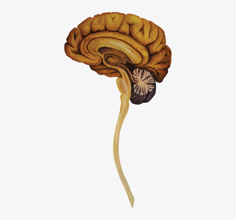 05 Heads Sagittal Brain-01, transparent png