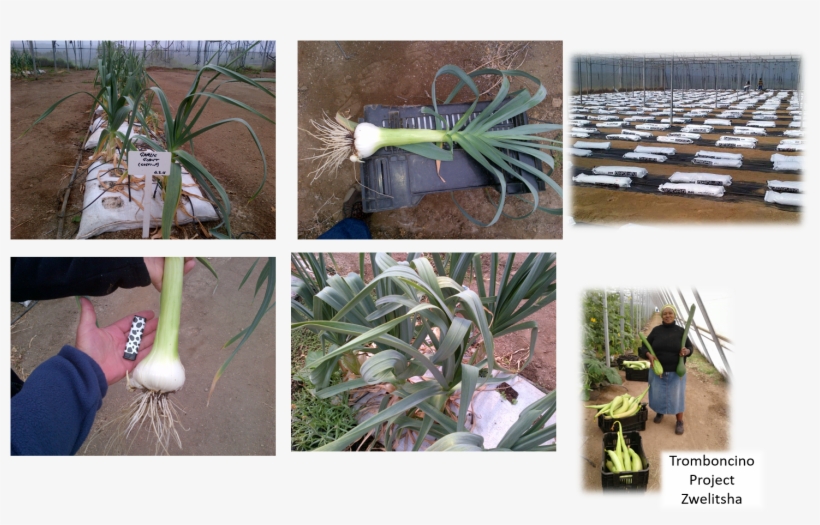 Leek Farm - Plantation, transparent png