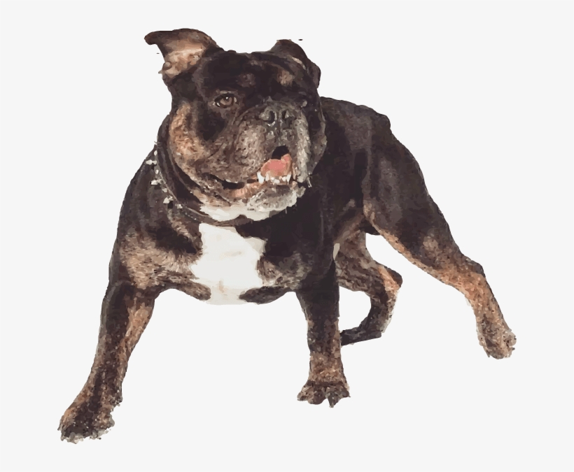 Shoreline Bulldogges Puts Canine Health And Happiness - Olde English Bulldogge, transparent png