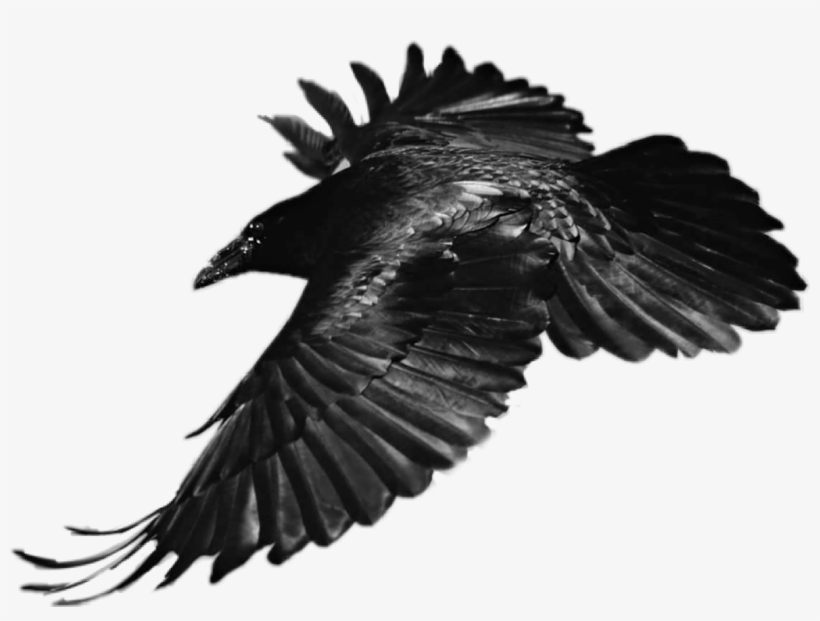 Sticker Sticker - Eagle, transparent png