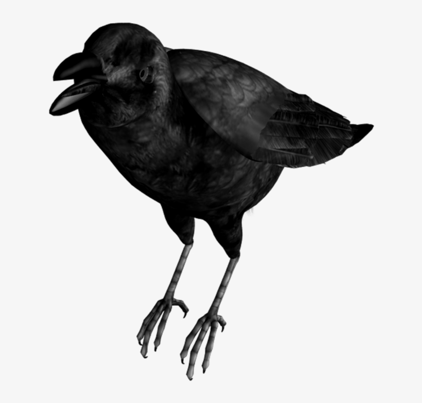 Mq Black Birds Bird Flying Raven - Clip Art, transparent png