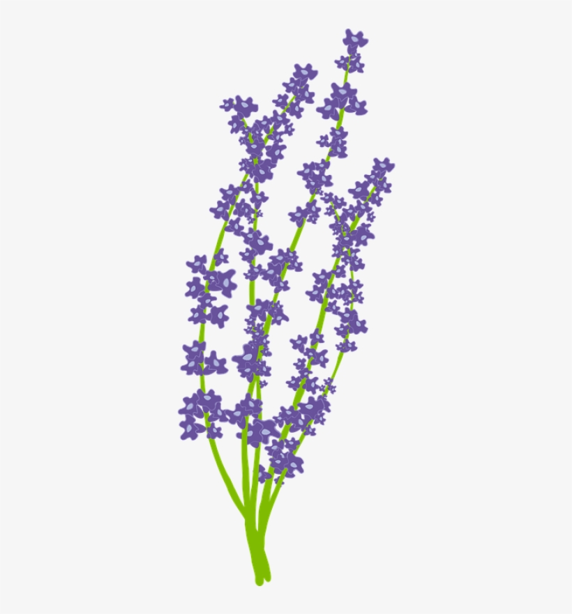 Download Free Png Lavender Flower - Lavender Png Vector, transparent png