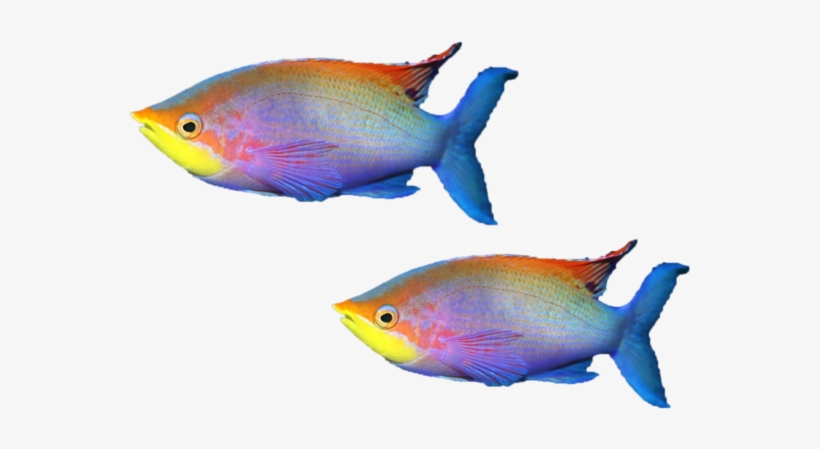 Mq Sticker - Coral Reef Fish, transparent png