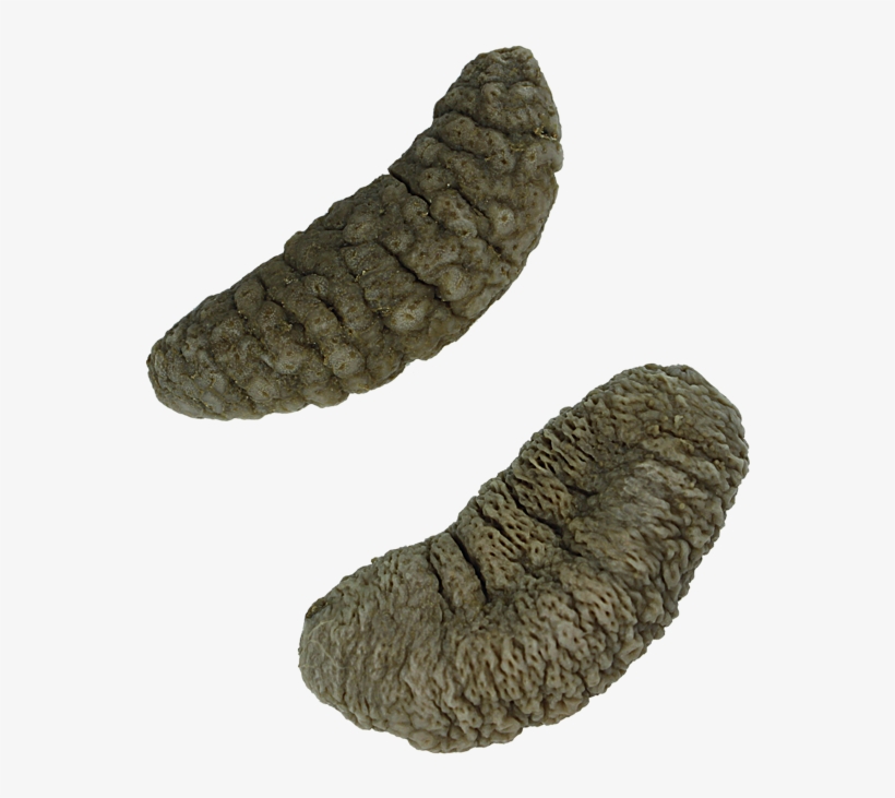 Pepino Do Mar - Pepino Do Mar Png, transparent png