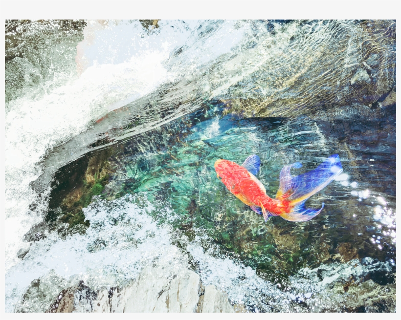 A Fish Swimming Over Moss-covered Rocks - Mountain River, transparent png