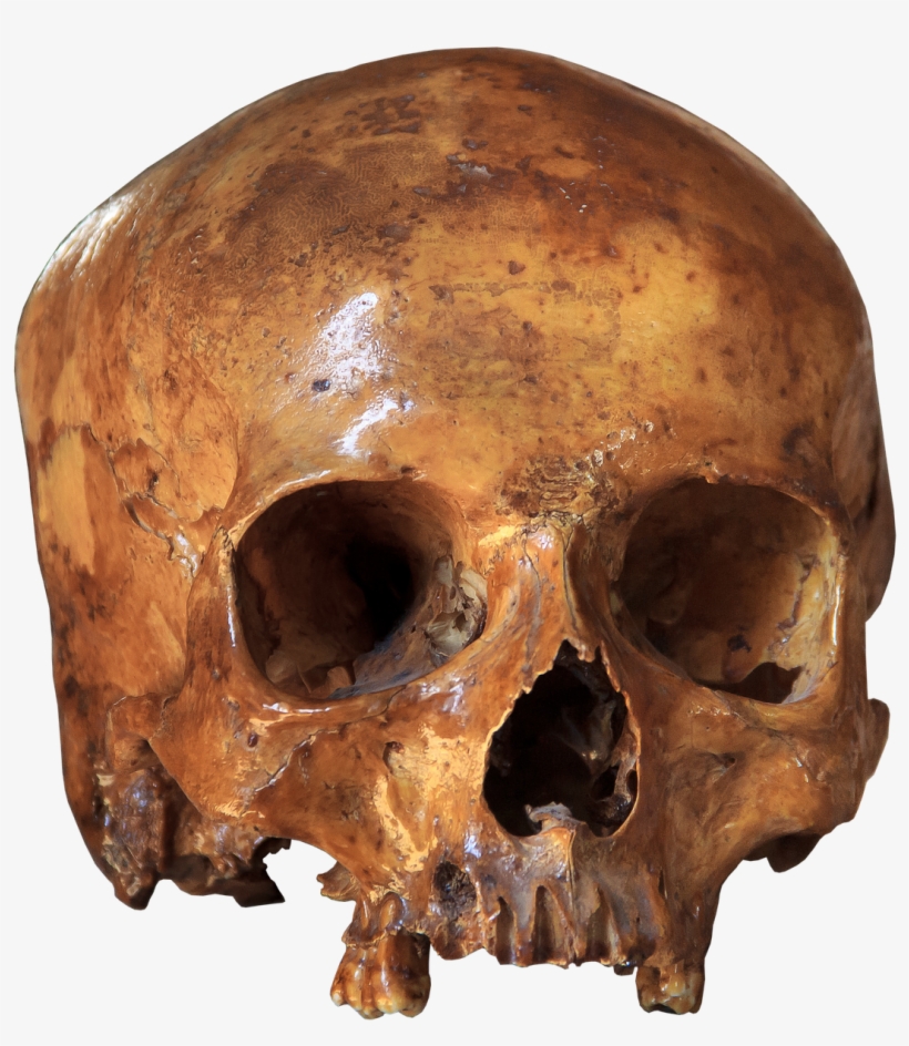 Skull Skeleton Bone - Esqueleto Cranio, transparent png