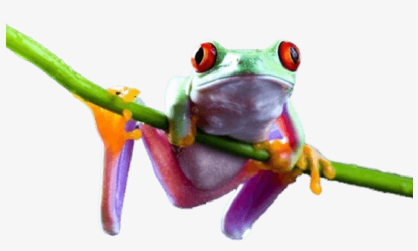 Free Png Download Frog On Branch Png Images Background - Frogs Png, transparent png