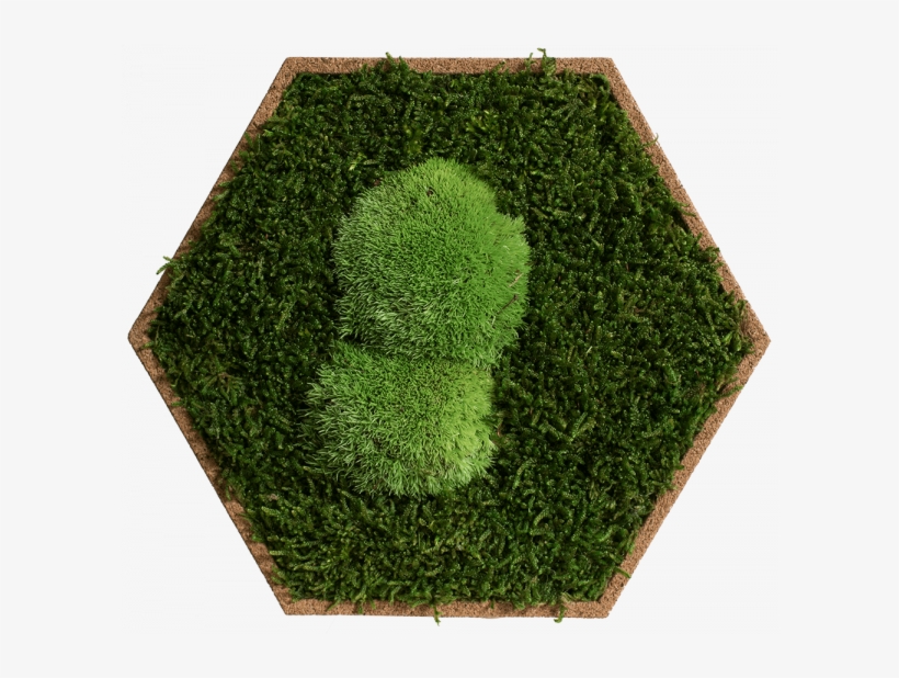 Cork Hexagon Pack Of 9, Greening Forest And Pole Moss - Lawn, transparent png