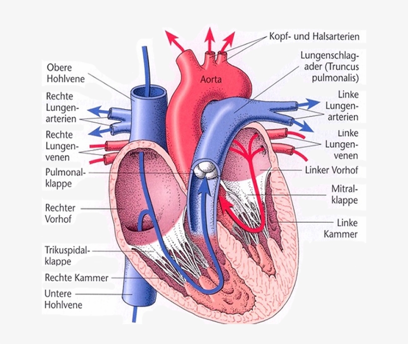 Anatomy, Body, Heart, Human, Organ - Ventriculus Dexter, transparent png