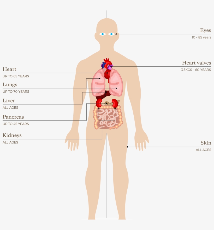 Org091 Organs And Tissues That Can Be Donated In New, transparent png