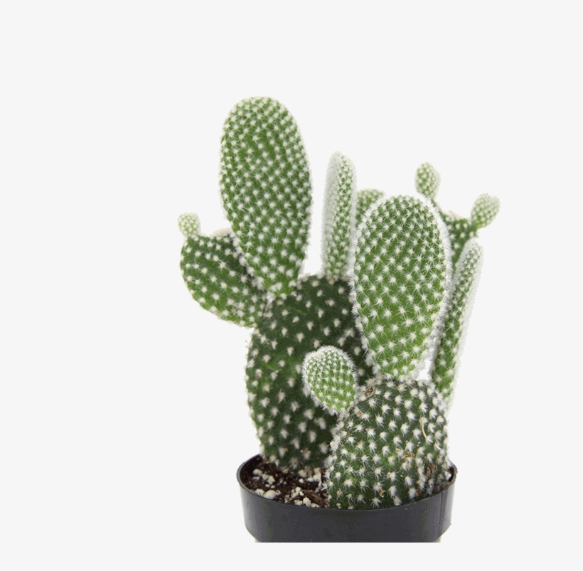 Opuntia 'angel Wing' - Eastern Prickly Pear, transparent png