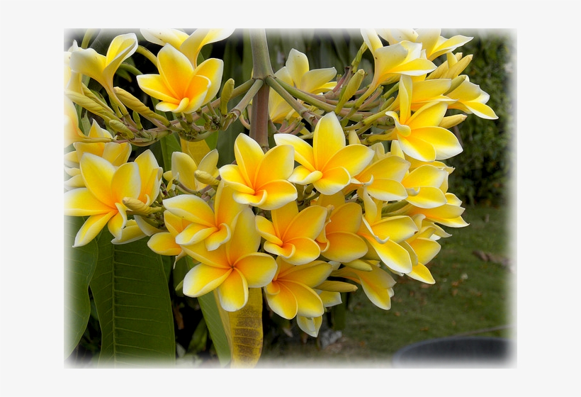 Wild Things Grow - Frangipani, transparent png