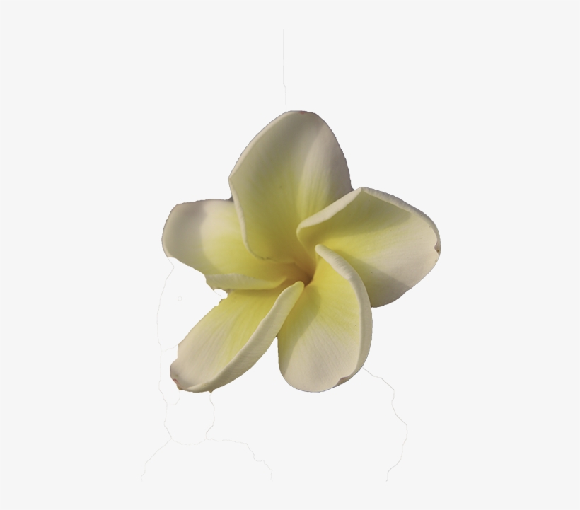 Maui - Frangipani, transparent png