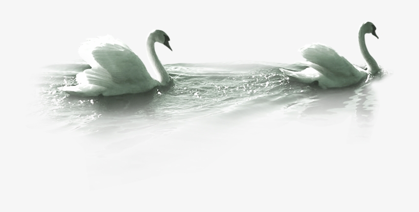 White Duck Png Image - Swimming Swan Png, transparent png