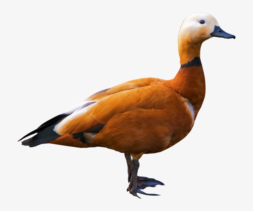 Duck - Ruddy Shelduck Png, transparent png