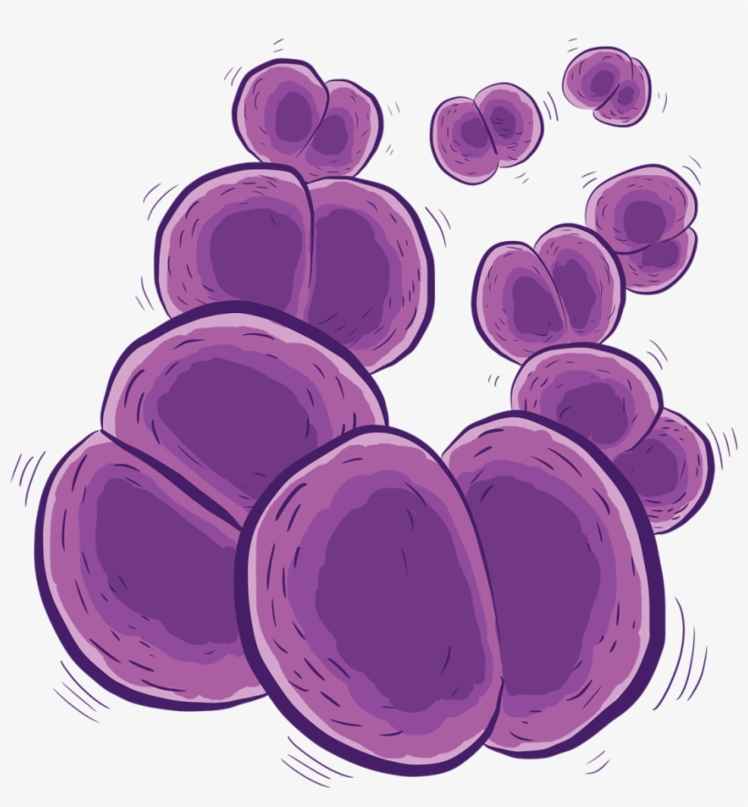 Bacteria Meningitis B Nueva Vacuna De Meningits - Meningococo Png, transparent png