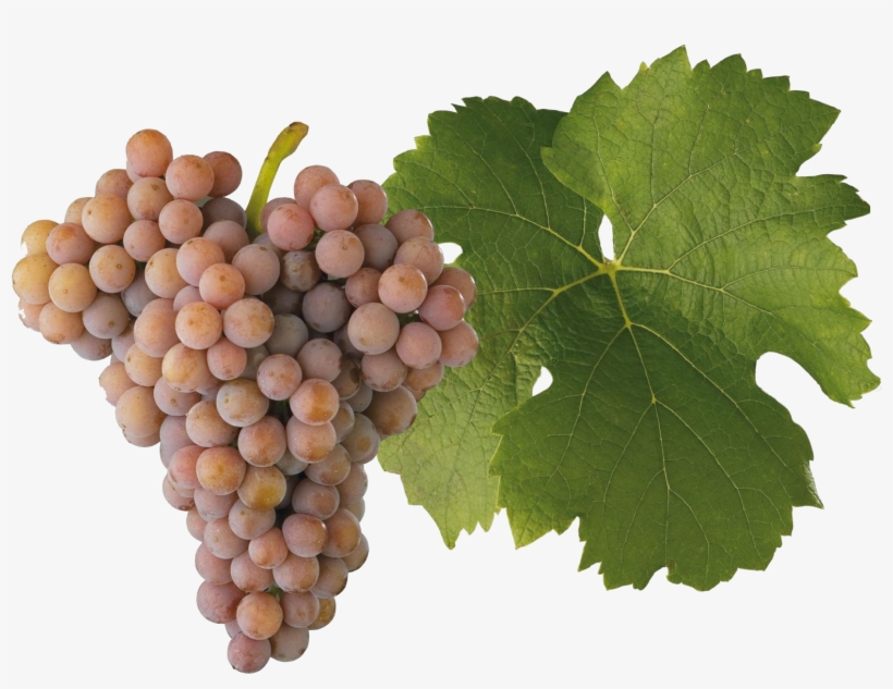 Palava - Seedless Fruit, transparent png